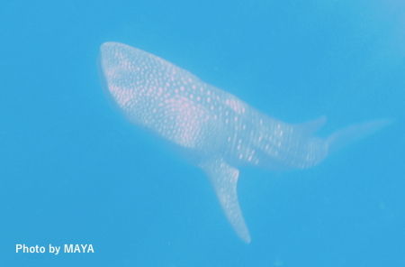 P9200925