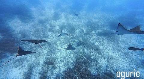 F68E525E-4040-4838-9FFC-32046C9B086F