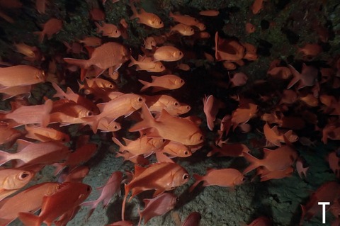 6A73AD46-B0B2-4B07-9FFF-3774C32EEB94