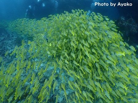 48077740_499955777178601_5911330997504311296_n