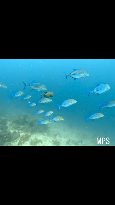 01FFACE8-2363-46BB-B5E2-9C4A63868AF3