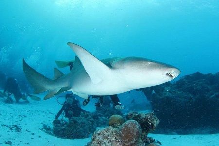 26829764_1305256819581010_1076467394_o