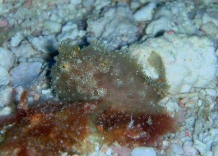 kaeruannkou kiiro yuki