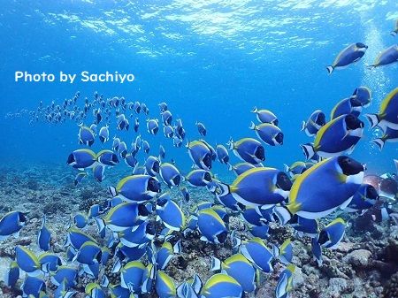 46460821_523741018037976_7246850494079959040_n