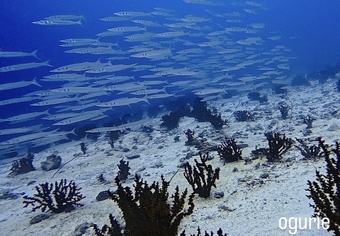 0BB176DF-3FD6-4D13-A3A3-9F6EF6369AB8