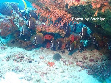 46408483_561870244233985_5493272075051204608_n