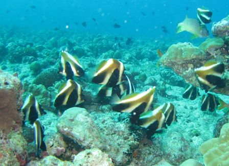 インデイアンバナー　かんだ