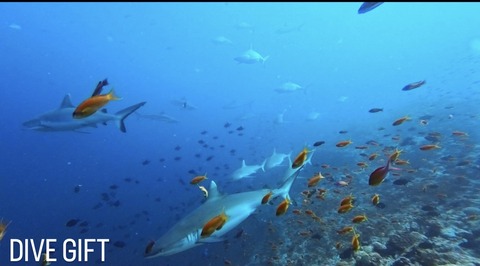 A74681A4-E514-4D31-931E-25B37489463A