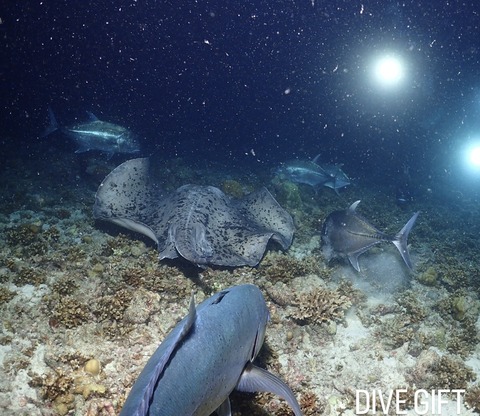 F17728FB-BDE5-4211-8714-8066239B1543