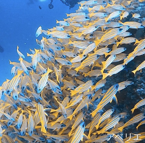 FD666381-05C9-4076-8A90-987B43EB7FBD