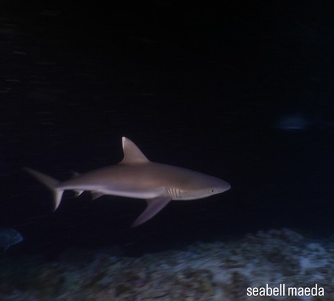 7B528B66-27B0-4F8F-85E8-8719510AAB3C