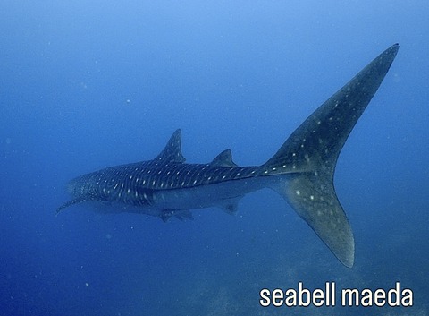 39961089-43BD-4C9A-B759-774F5A4CAED2