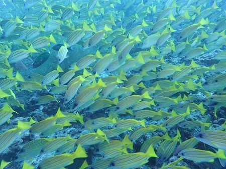 39057983_865787446959013_1574564517138923520_n