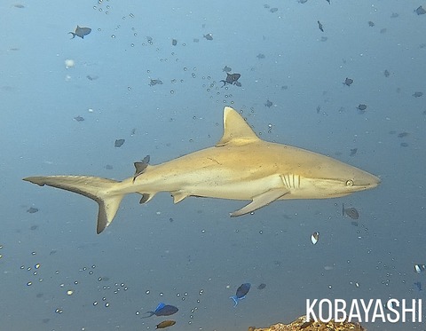 6804FA3B-0D77-435B-82F5-FE5BA8A41806