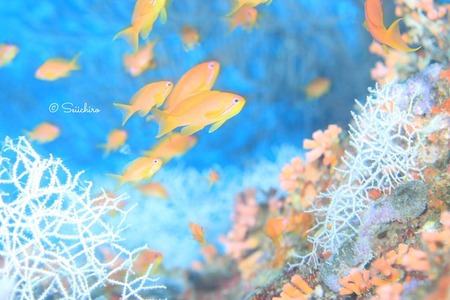 40438606_240986843282156_3104584519701757952_n