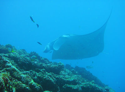 manta