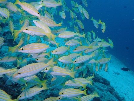 39393125_315936862299210_4019236382781210624_n