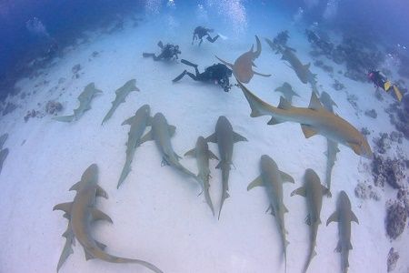 39585283_1839554252804504_2624389214455726080_n