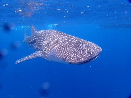 40046271_1465057640305583_3826169854705008640_n