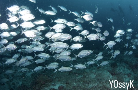 D350A505-0893-4B0A-AE4A-7DBA489DD50C