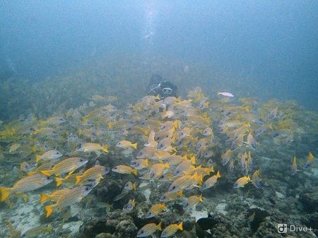 44948342_551036272017188_2136906797112360960_n1