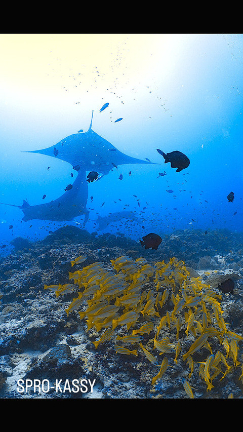 D99249D1-45F5-47D6-97C0-2FCB7202676C