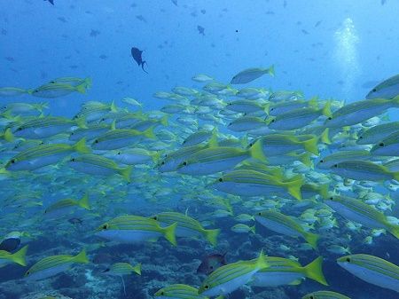 39080078_1366929256743217_515825499235155968_n