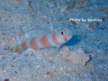 46282580_361989444572567_6363533114664288256_n