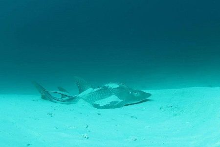 26854387_1305248676248491_885277043_o