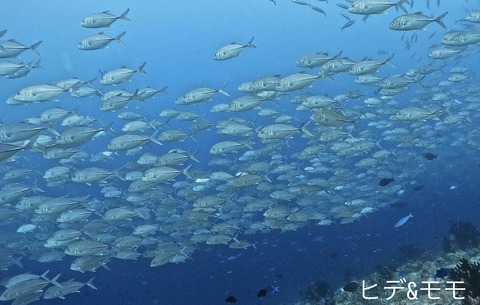 F7FBDCC0-1039-466C-95A3-B4EC8FB039E3