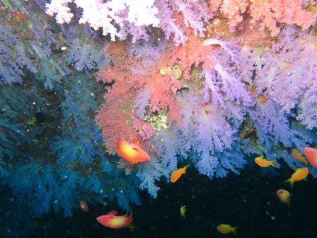 softcoral oyakata