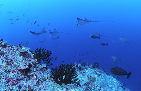 マダラトビエイ