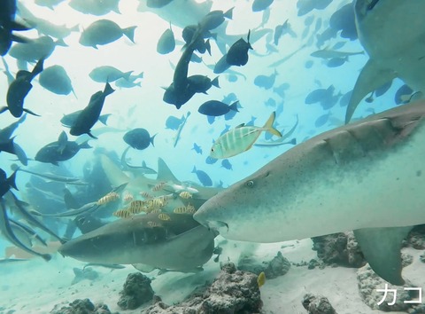 A70A1EE5-F5A0-41BD-B9E6-E5A82CA9E706