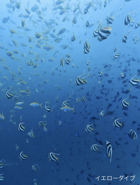 9FD3BE0D-5272-4DD1-9919-6694D55AD5B2