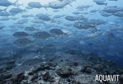 47A17939-DF4F-454A-AC3F-8013828FB352