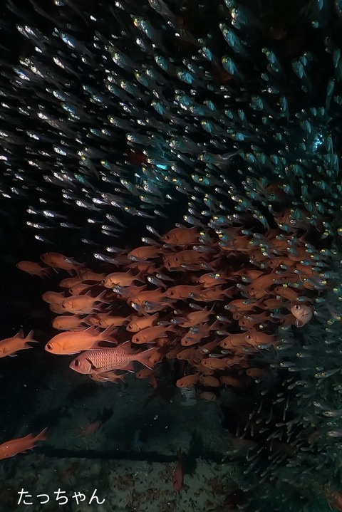 24333E3D-5867-45D8-A714-B734C404C820