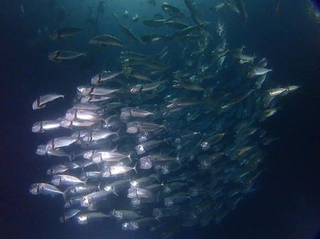 40044427_1465058433638837_4979772944851927040_n