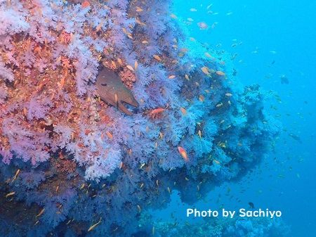 46493025_746828302334524_3036978942733975552_n