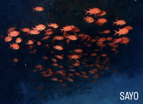 4943AA4B-0BFF-41FD-9038-28E192FE7CAC