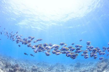 39921189_1846277775465485_6136998994531844096_n