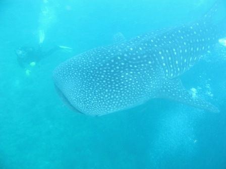 ジンべエ　親方