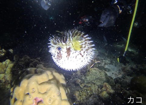 65E92593-C5F2-45A1-B7D3-6EABC33E198B