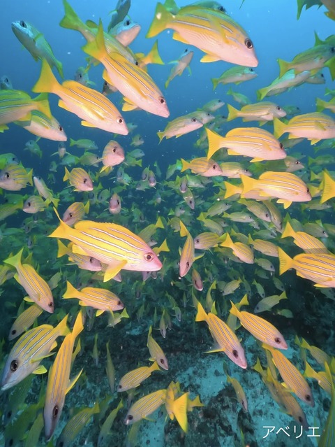 25466863-921D-4CFA-9E88-1BDE574235D9