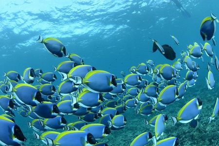 38932988_2133384440249552_9137452234005544960_n