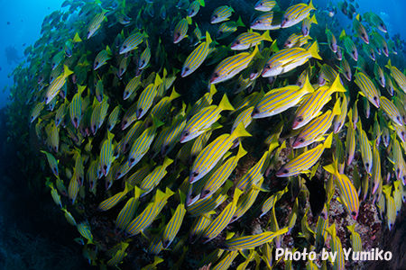 4日目クダラティラ