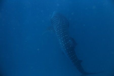 41673214_733150167050405_7573265165307609088_n