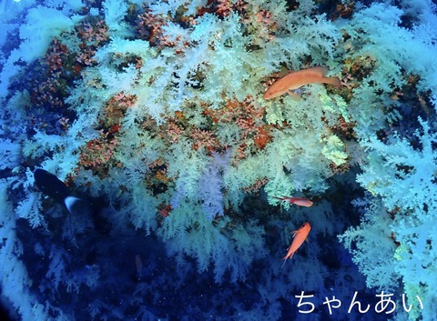 1C9DEF1F-2F6E-4EB9-ADC5-9242660E01AB