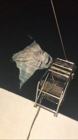 45017800_953726478162204_2096167911323336704_n