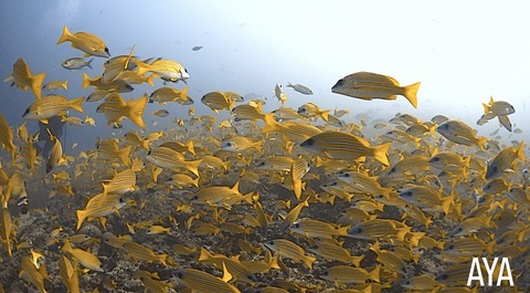 5C581B6F-2DB4-4A9D-A7D1-9310A1AFD33D