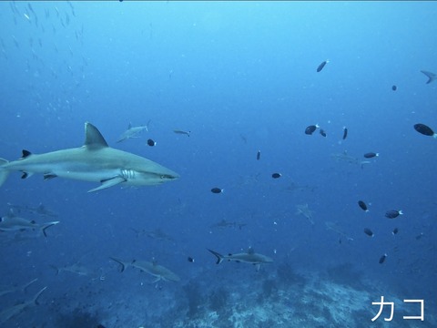 F20D5C73-7E83-49CA-AF01-059EBBAA1170